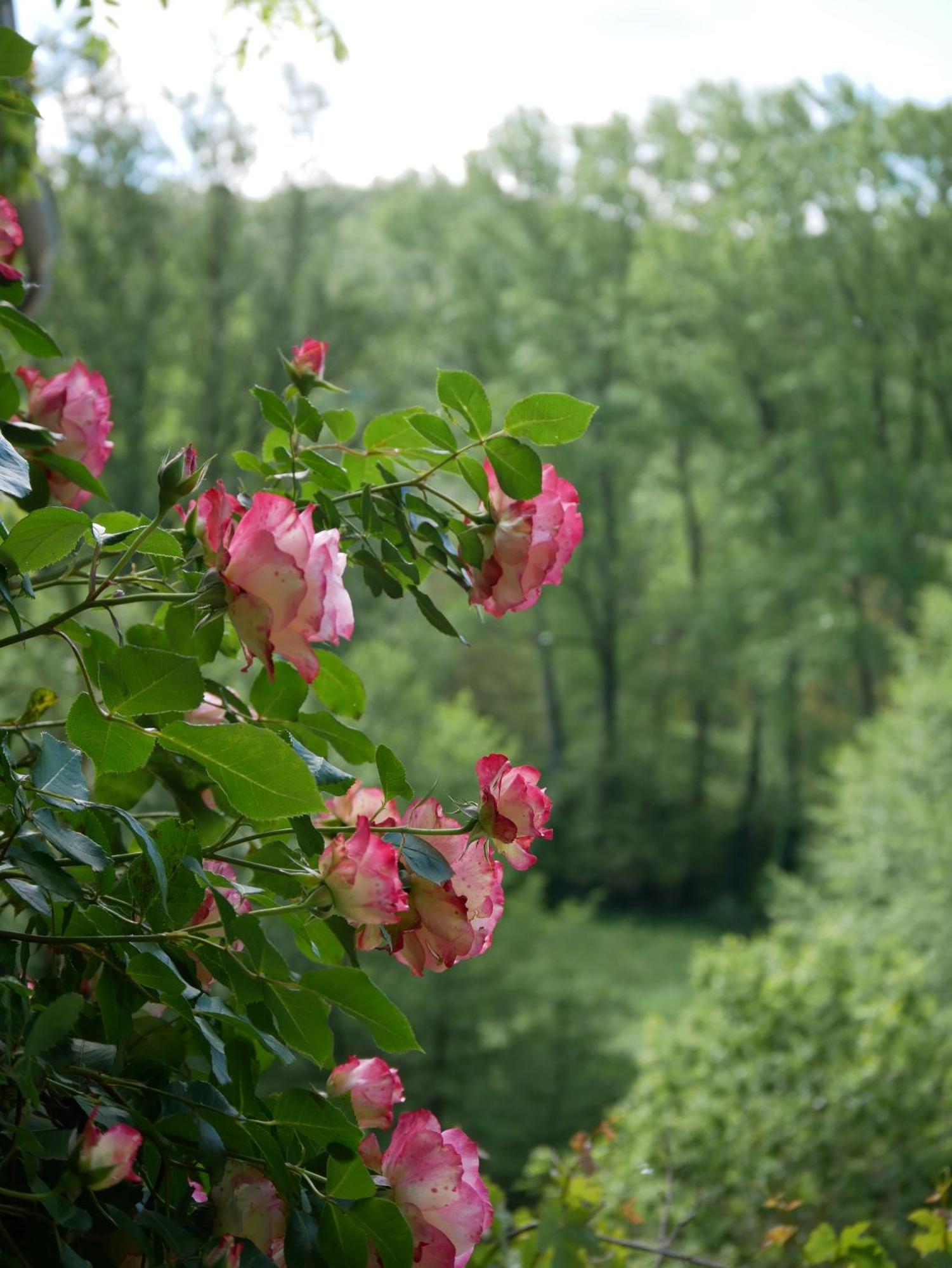 Les Jardins De Lumiere Bed & Breakfast Brusque ภายนอก รูปภาพ
